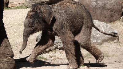 DierenPark Amersfoort