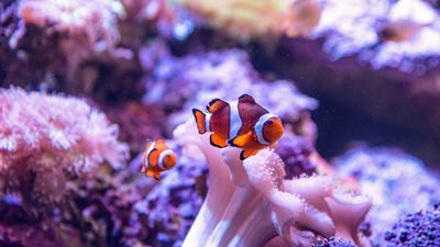 SEA LIFE Scheveningen