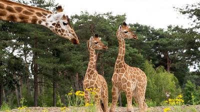 Safaripark Beekse Bergen