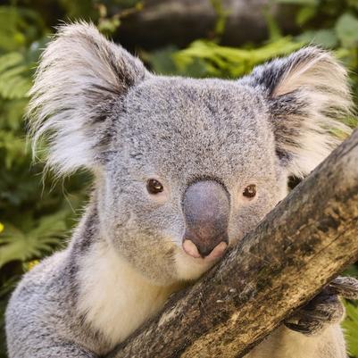 Koala